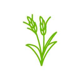 大麦若葉由来食物繊維