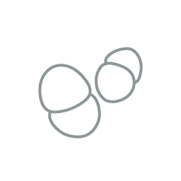 乳酸菌NY1301株（Lacticaseibacillus casei / paracasei）