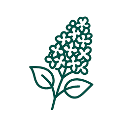 有胞子性乳酸菌 (Bacillus coagulans) lilac-01