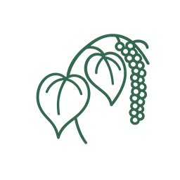 ヒハツ由来ピペリン類