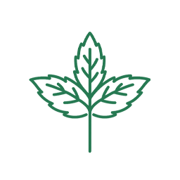 スペアミント由来ロスマリン酸