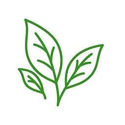 紅茶ポリフェノール