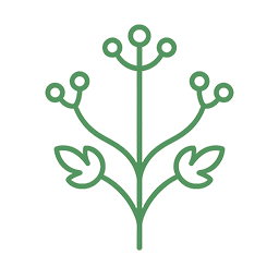 アシアチン酸、アシアチコシド