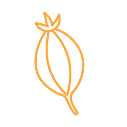 クチナシ由来クロセチン