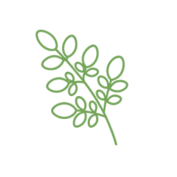 モリンガ種子由来グルコモリンギン