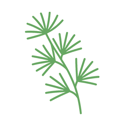 松樹皮由来プロシアニジンB1及びB3